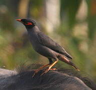 Bank Myna