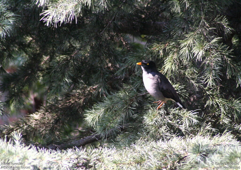 Jungle Myna