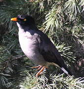 Jungle Myna