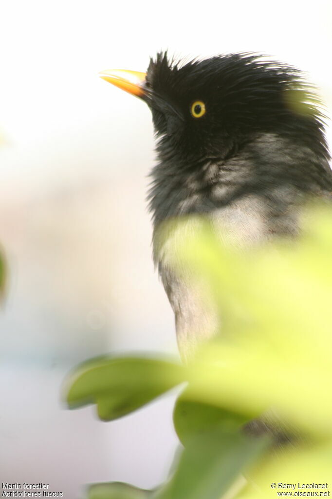 Jungle Myna