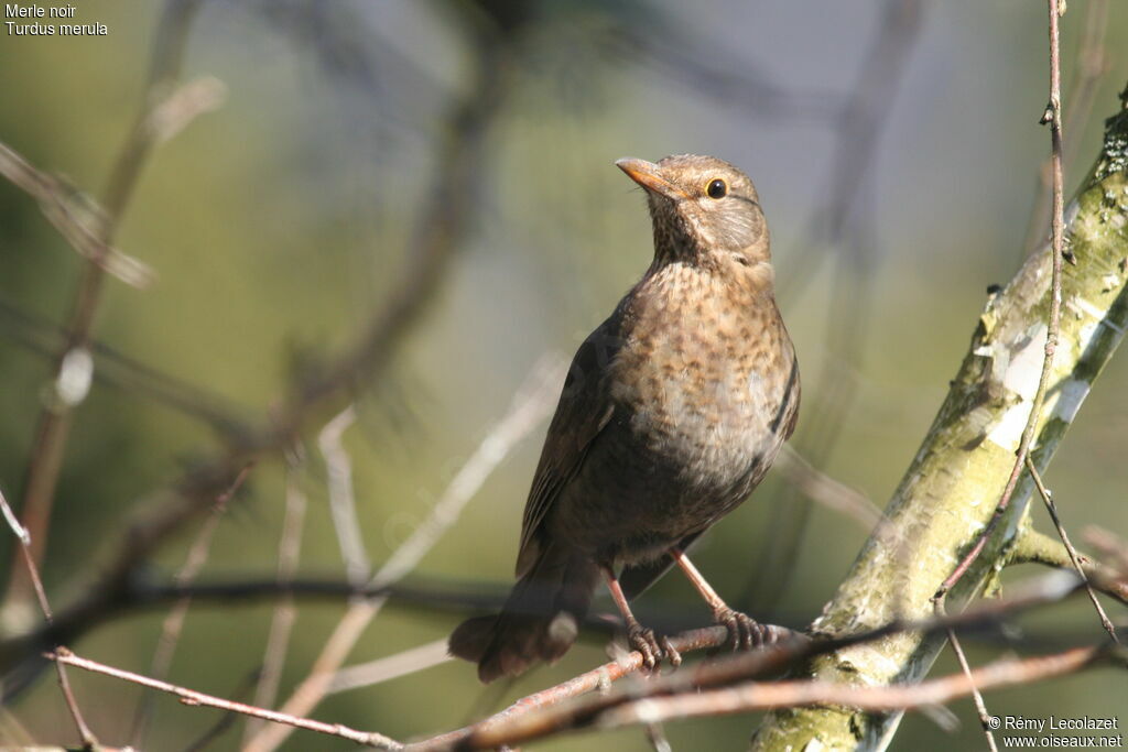 Common Blackbirdadult post breeding