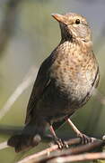 Common Blackbird