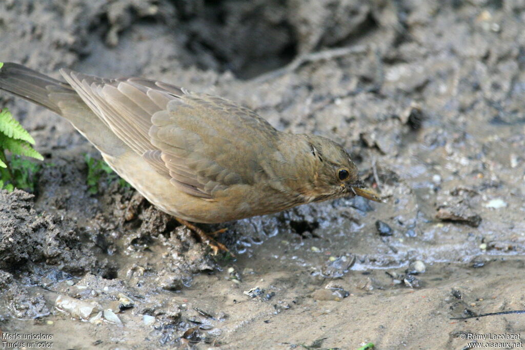 Tickell's Thrush