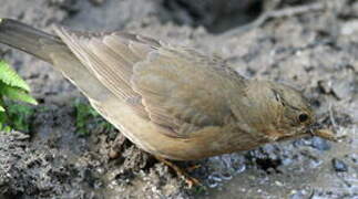 Tickell's Thrush