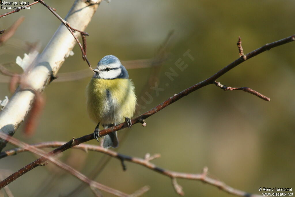 Eurasian Blue Titadult