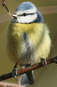 Eurasian Blue Tit