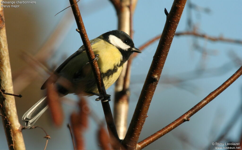 Mésange charbonnièreadulte