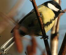 Great Tit