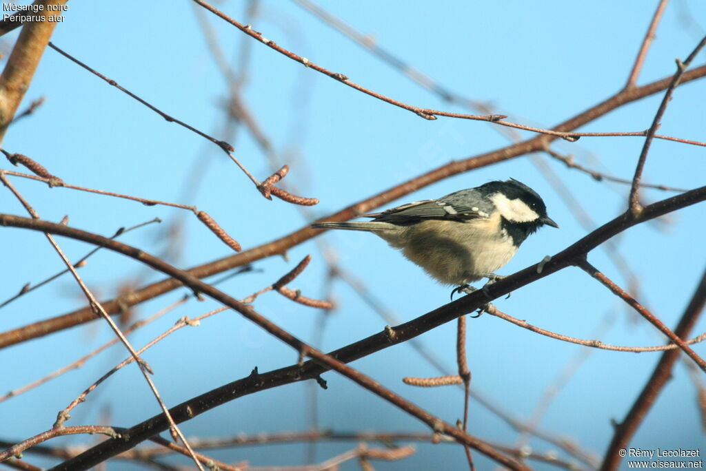 Coal Tit