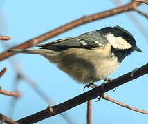 Coal Tit