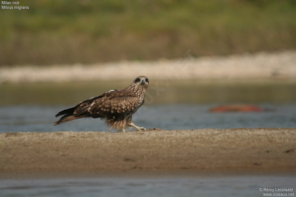 Black Kitejuvenile