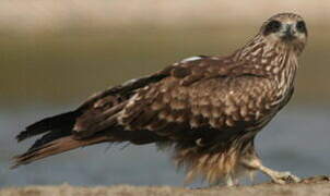 Black Kite