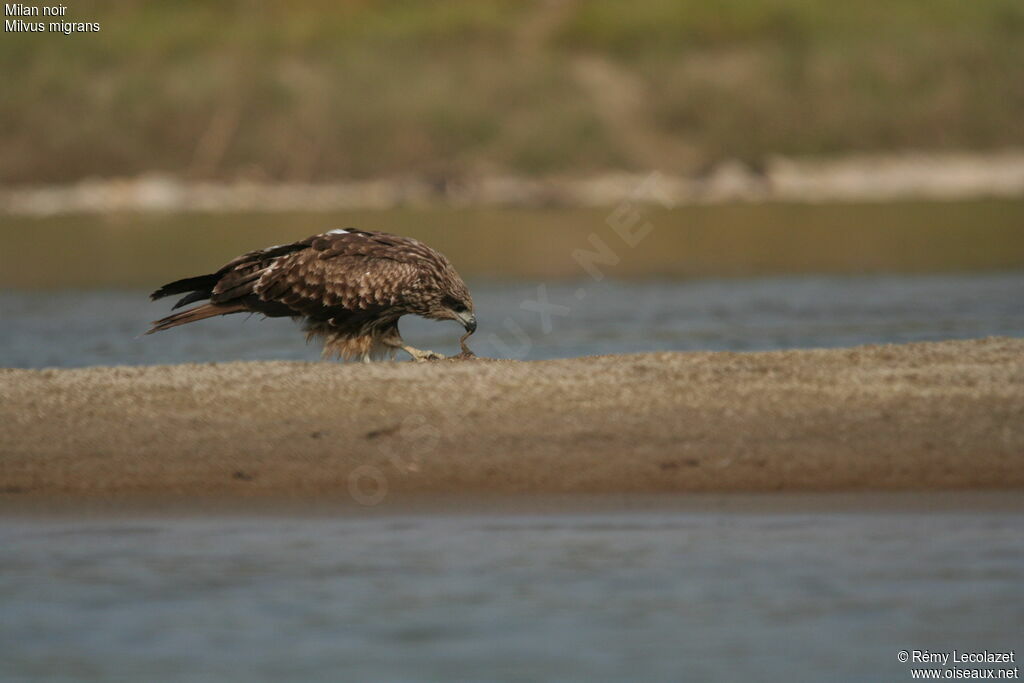 Black Kitejuvenile