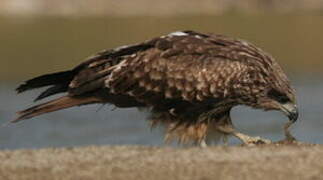 Black Kite