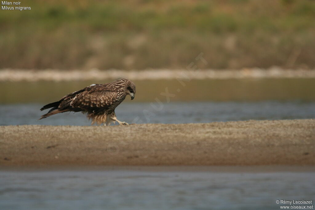 Black Kitejuvenile