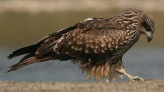 Black Kite