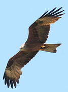 Red Kite