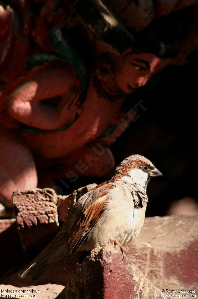 Moineau domestique mâle adulte