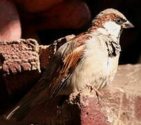 House Sparrow