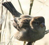 Moineau domestique