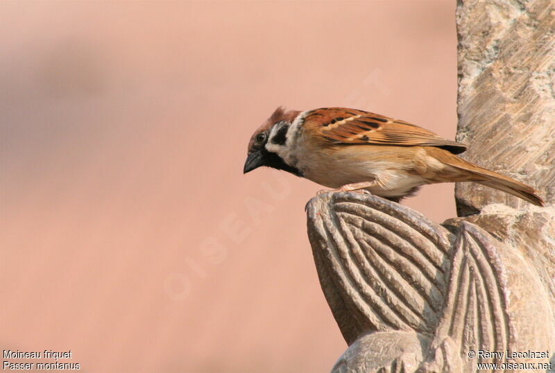 Eurasian Tree Sparrow male adult