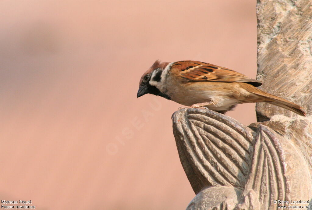 Eurasian Tree Sparrow male adult