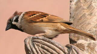 Eurasian Tree Sparrow