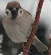 Eurasian Tree Sparrow