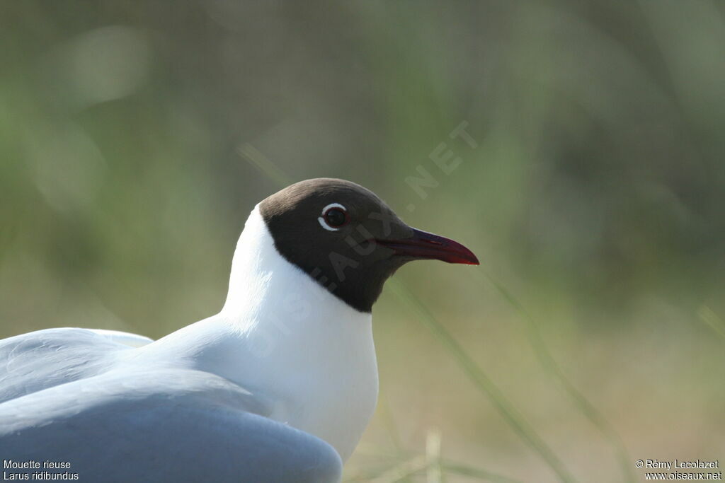 Black-headed Gulladult