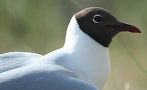 Mouette rieuse