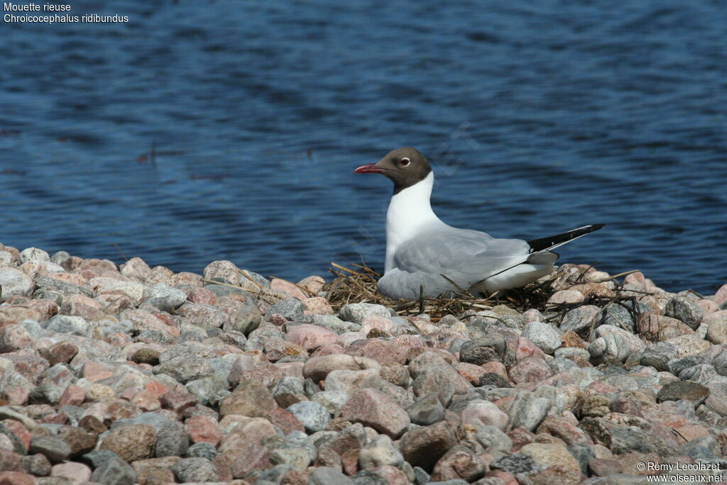 Mouette rieuseadulte, Nidification