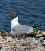 Mouette rieuse