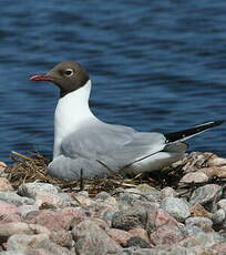 Mouette rieuse