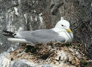 Mouette tridactyle