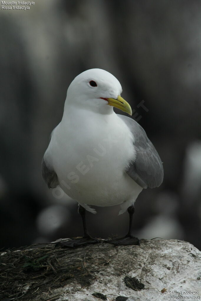 Mouette tridactyle