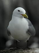 Mouette tridactyle