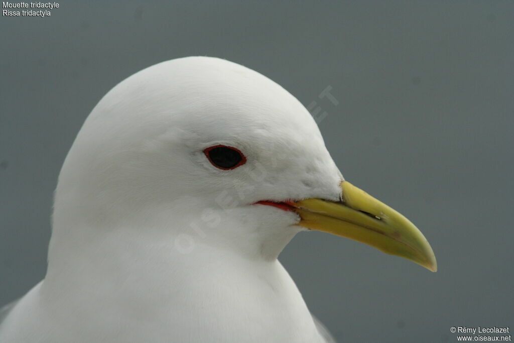 Black-legged Kittiwake