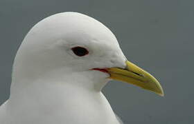 Black-legged Kittiwake