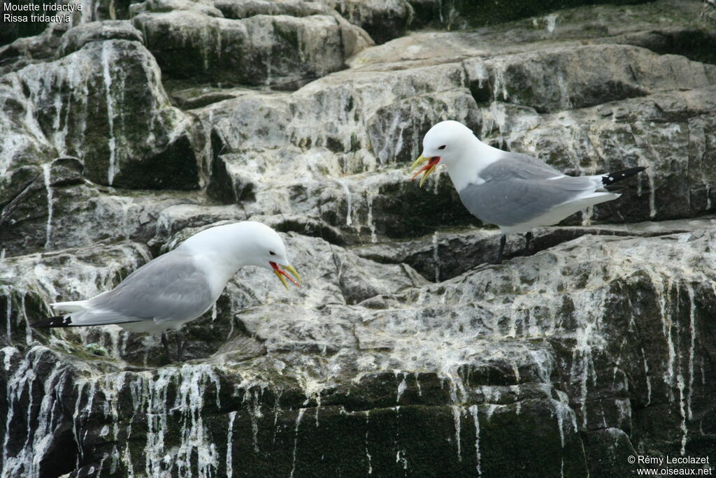 Mouette tridactyle