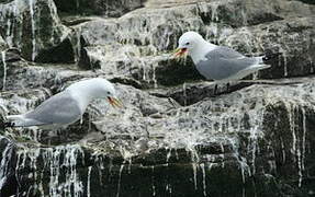 Black-legged Kittiwake