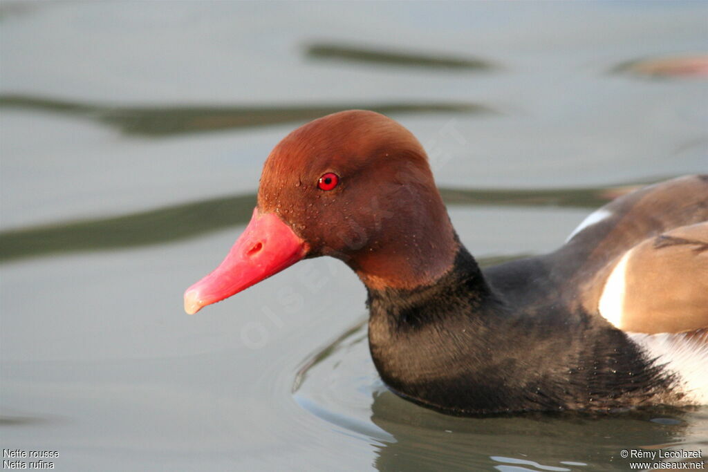 Red-crested Pochard male adult