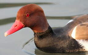 Red-crested Pochard