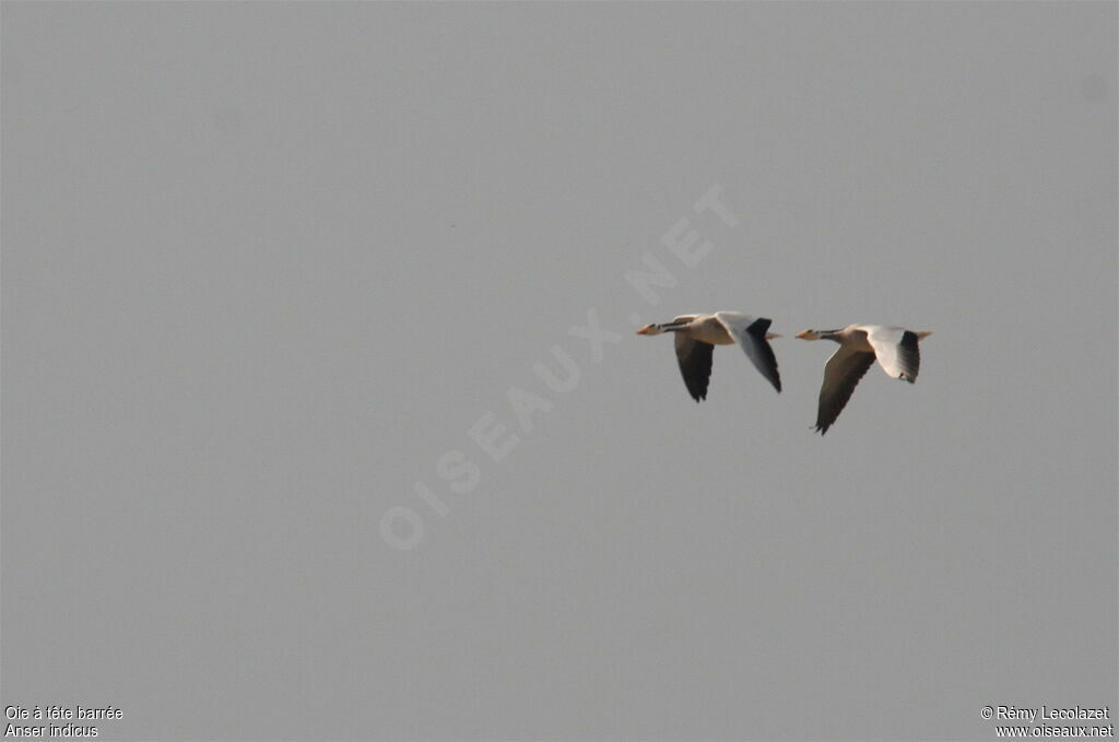 Bar-headed Goose adult