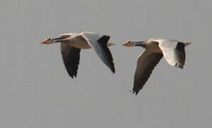 Bar-headed Goose