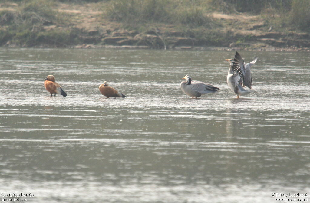 Bar-headed Goose adult