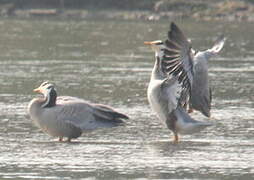 Bar-headed Goose