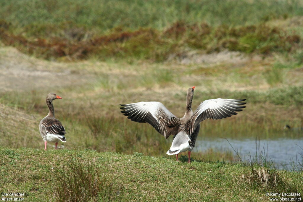 Greylag Goose adult