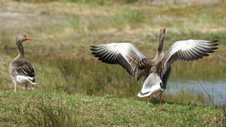 Greylag Goose