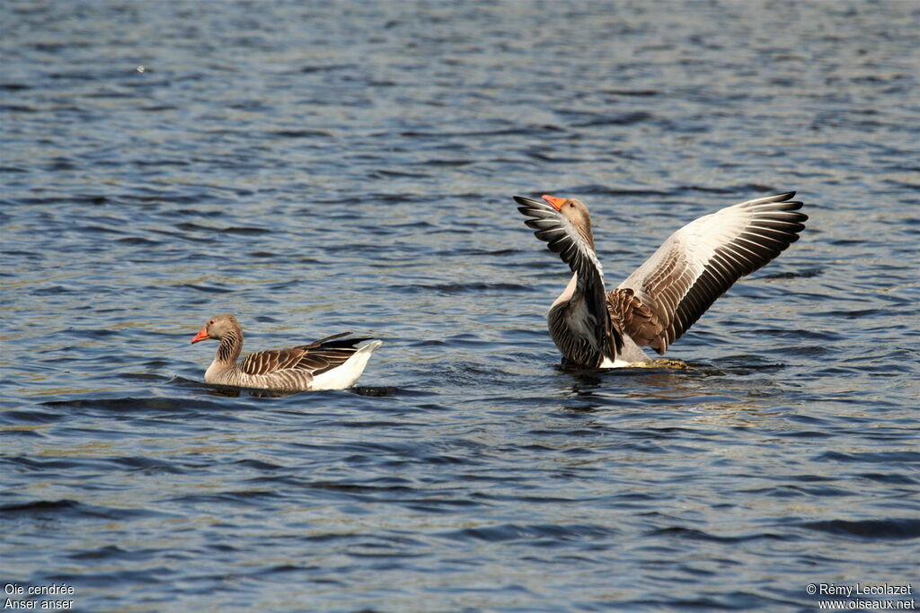 Greylag Goose adult