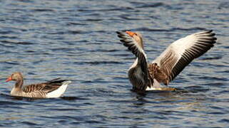 Greylag Goose